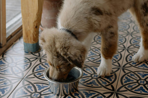 Raw vs. Kibble Diets: Which Is Better for Your Dog?